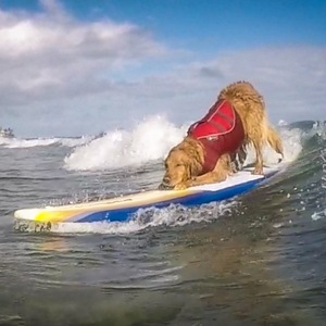 Surfdog Turbo